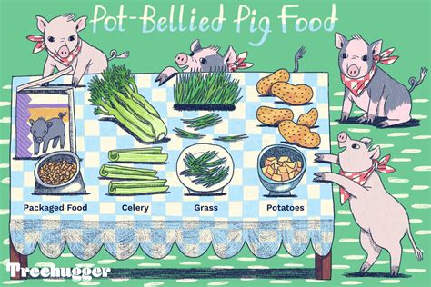 What Do Pot-Bellied Pigs Eat?