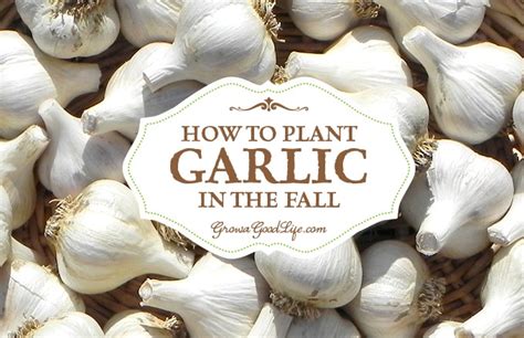 Planting Garlic in the Fall Garden