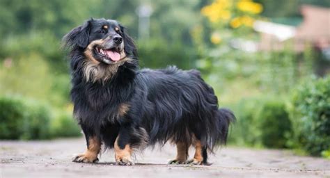 Border Collie And Dachshund Mix – The Adorable Genius – Sweet Dachshunds