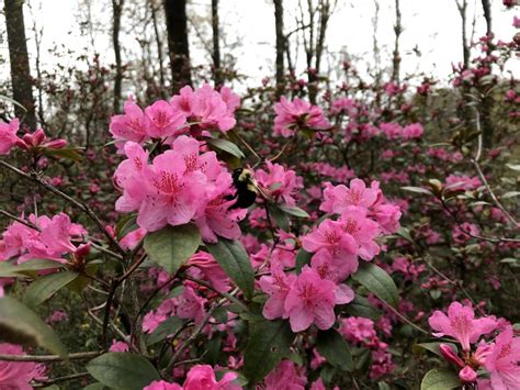 Helen S. Layer Rhododendron Garden » Holden Arboretum » Holden Forests ...