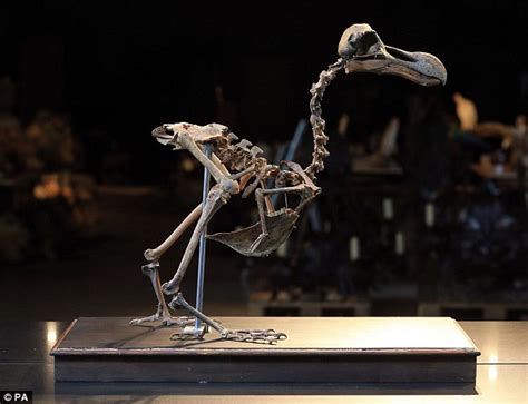 One of the world's most complete dodo skeletons sells at auction for £350,000 | Daily Mail Online