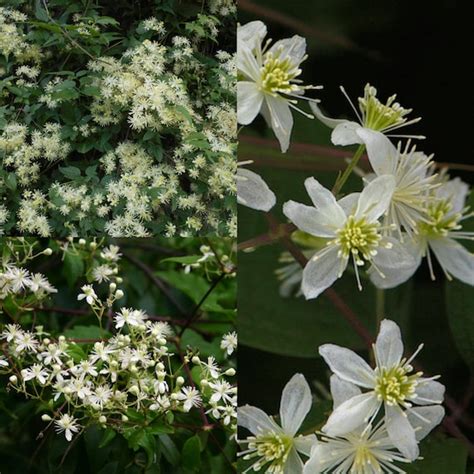 Seeds for Planting Clematis Virginiana Seeds Devil's | Etsy