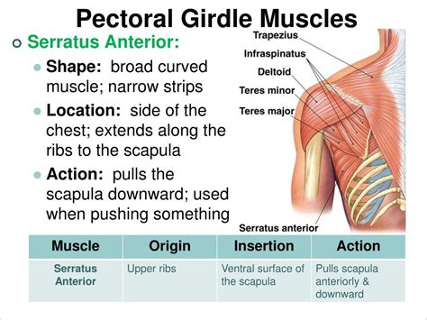 PPT - Pectoral Girdle Muscles PowerPoint Presentation, free download - ID:2370144