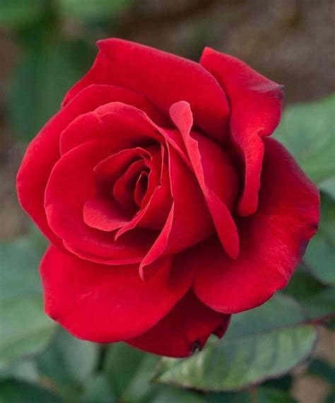 Strong Fragrant Red Rose Flower 50 Seeds Big Blooming Garden | Etsy ...