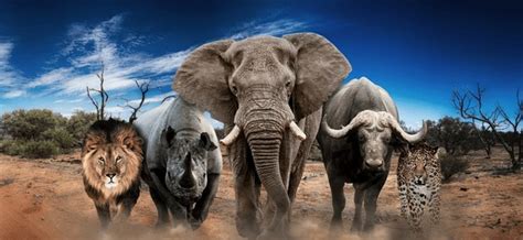 126,215 Big Five Animals Royalty-Free Images, Stock Photos & Pictures ...