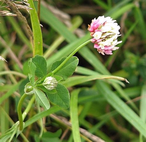 Alsike Clover: Identification, Edibility & Uses | ForagingGuru