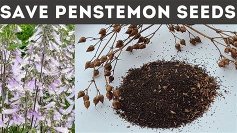 How to Save Penstemon Seed – GrowIt BuildIT