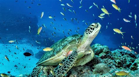 Tubbataha Reefs Natural Park - PHILIPPINES