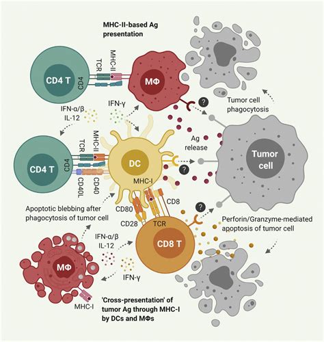 Tumor antigen presentation in tumor site. Interactions between ...