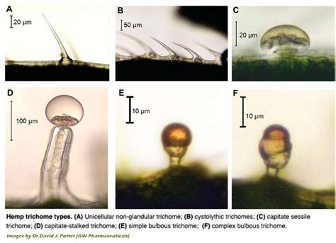 Cannabis trichomes, all you need to know | Dutch Passion