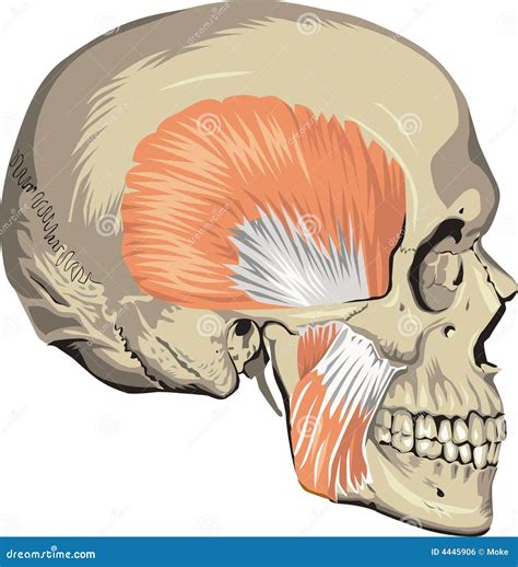 Royalty Free Stock Image: Human skull muscles. Image: 4445906