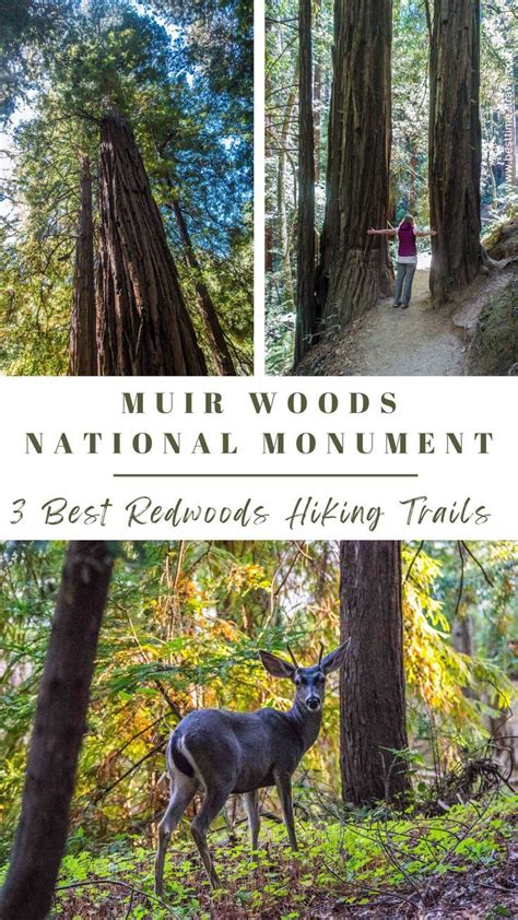 3 Best Redwoods Hiking Trails in Muir Woods National Monument | Muir ...