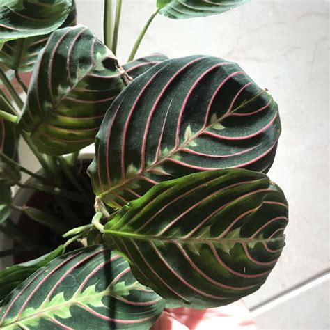 A Short and Simple Guide to Maranta Plants