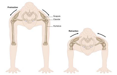 Rotator Cuff Inury & Yoga — Stacy Dockins