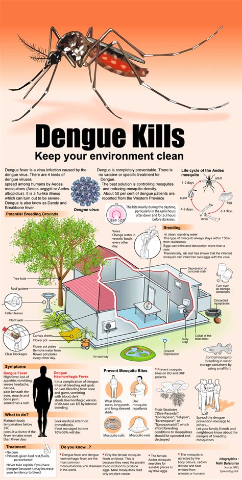 Punca Pembiakan Nyamuk Aedes / Jentik nyamuk jangan dianggap sepele! - kayfama