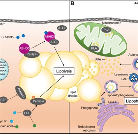 Adipose Tissue Lipolysis Promotes Exercise Induced Cardiac Hypertrophy | Hot Sex Picture