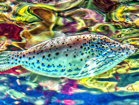 FileFish Photograph by WAZgriffin Digital - Fine Art America