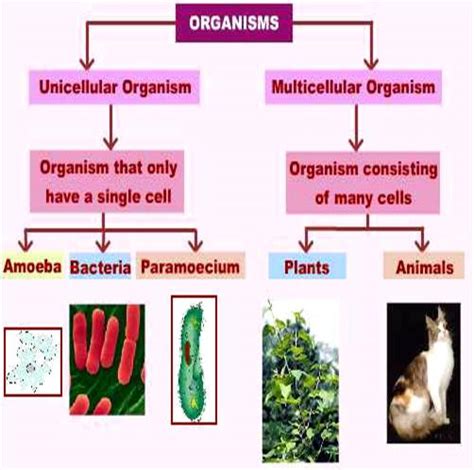 Unicellular Cells Examples