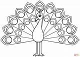 Peacock coloring Page  Free Printable Coloring Pages sketch template