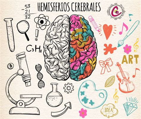 Trabaja la integración de tus hemisferios cerebrales y mejora tu ...