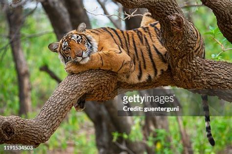 Bengal Tiger On A Tree Wildlife Shot High-Res Stock Photo - Getty Images