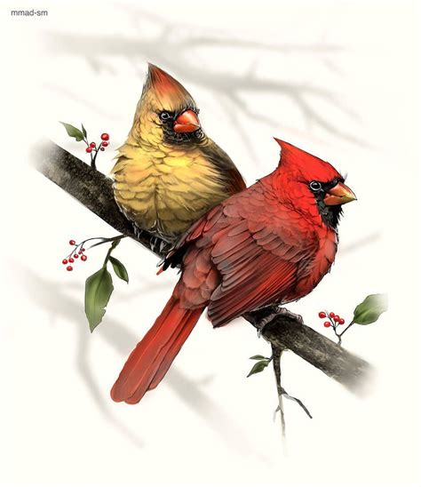 Cardinals by Mmad-sm on DeviantArt | Cardinal birds art, Cardinal ...