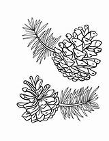 Free Pine Cone Coloring Page For Kids sketch template