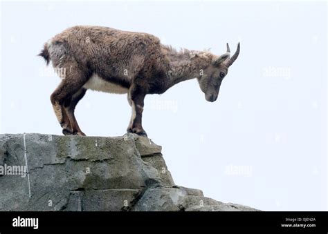 Alpine ibex goat climbing hi-res stock photography and images - Alamy