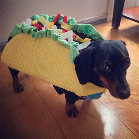 Doxie Taco. My little man, Brisket, dressed for #halloween : ) | Weenie dogs, Dog halloween ...