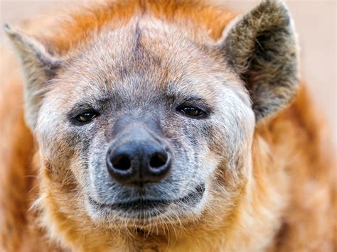 Close up of a pregnant female spotted hyena | This picture i… | Flickr