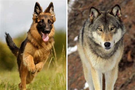 German Shepherd Dog vs Wolf: 9 Striking Differences - We Are The Pet