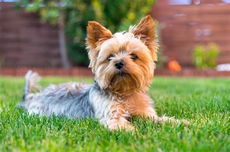 15 Best Small Dog Breeds that Don't Shed - DJANGO