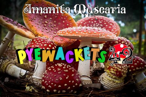 Amanita Muscaria Edibles: Elevate Your Mind, Body, and Spirit ...