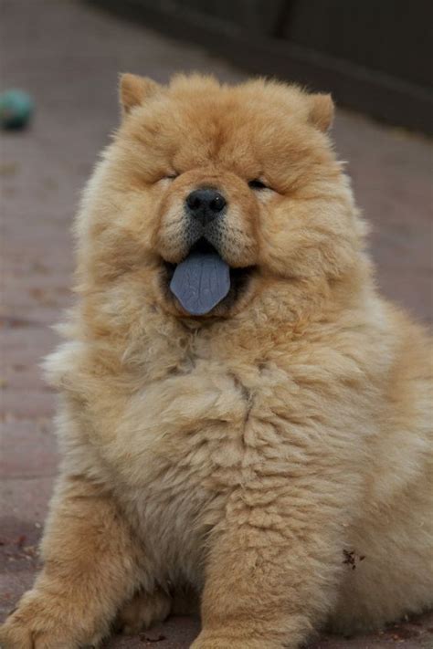 14 Reasons Why You Should NEVER Own Chow Chows – The Paws Cute Dogs Breeds, Cute Dogs And ...