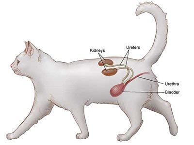 Feline Lower Urinary Tract Disease | Cornell University College of ...