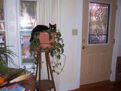 House plant as cat bed | rochelle hartman | Flickr