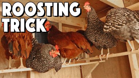 Chicken Roosting Bars Ideas To Help Your Flock Roost | Special Trick ...