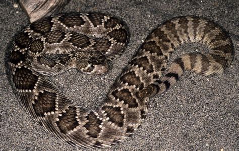 Western Diamondback Rattlesnake | Gallery | Reptile Gardens