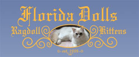 Florida Dolls-Registered Ragdoll Cat Breeder in Palm Coast Florida