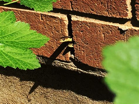 Snakes do get in and out of a home quite easily through the weeping ...