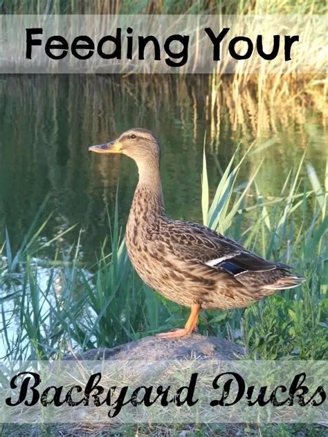 Feeding your Backyard Ducks - The Cape Coop