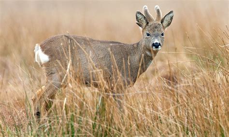 Roe deer: Study finds link between thriving roe deer population and the changing landscape of ...