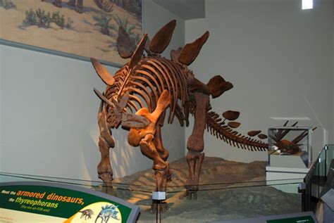 Stegosaurus Skeleton - The Field Museum - Evolving Planet … | Flickr