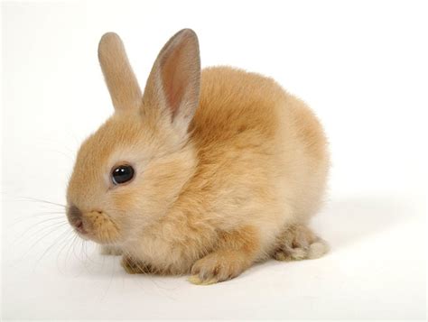 Baby Rabbit Care Tips and Advices - InspirationSeek.com