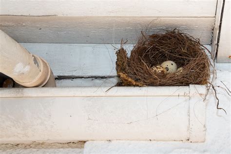 Bird Nest Removal Tips – DRYER VENT & AIR DUCT CLEANING IN OTTAWA