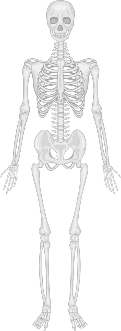 Skeletal System Anatomical Medical Spinal Vector, Anatomical, Medical, Spinal PNG and Vector ...