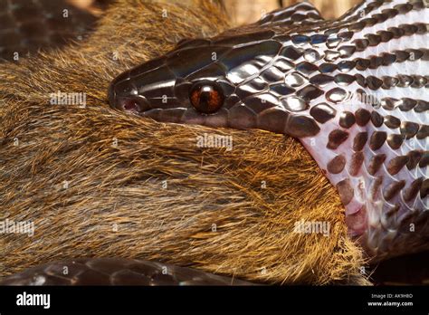 CLELIA SNAKE Clelia clelia or Mussurana swallowing a rice rat Stock Photo - Alamy