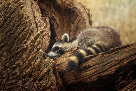 Raccoon Sleeping Photograph by Jessica Nelson - Fine Art America