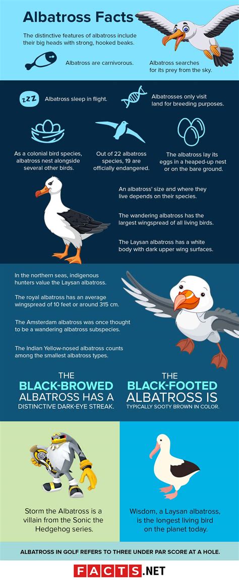 40 Albatross Facts About The Most Legendary Bird