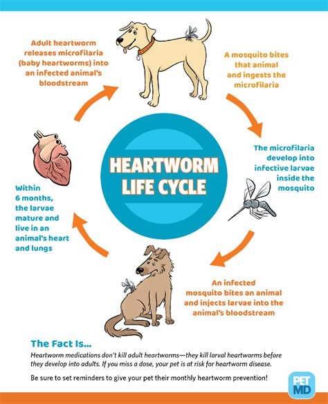 Do Dogs Need Heartworm Medicine